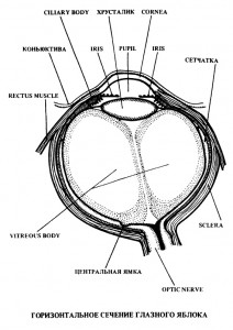 Рисунок 1. Горизонтальное сечение глазного яблока.